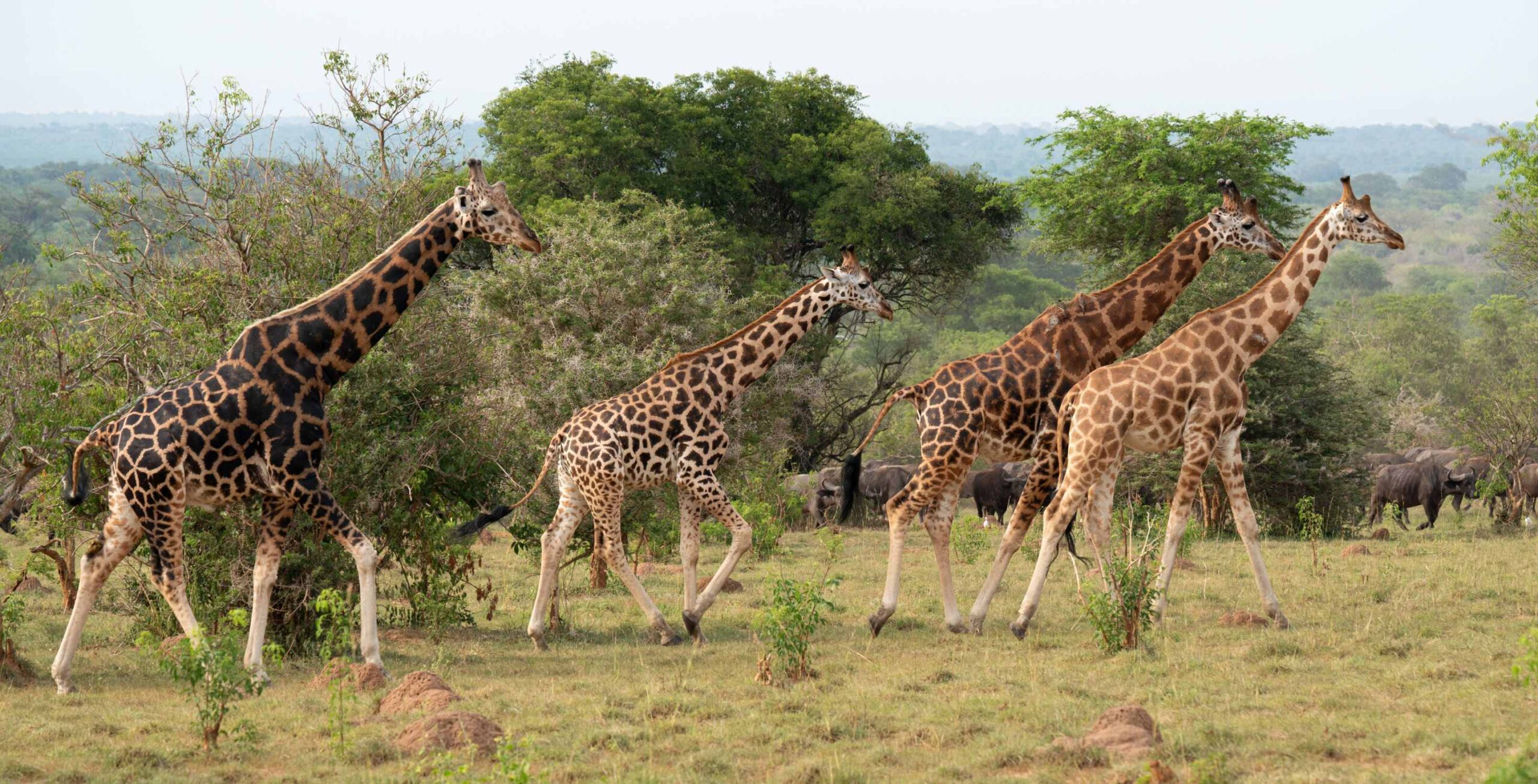 Jeepsafari i Murchison Falls National Park