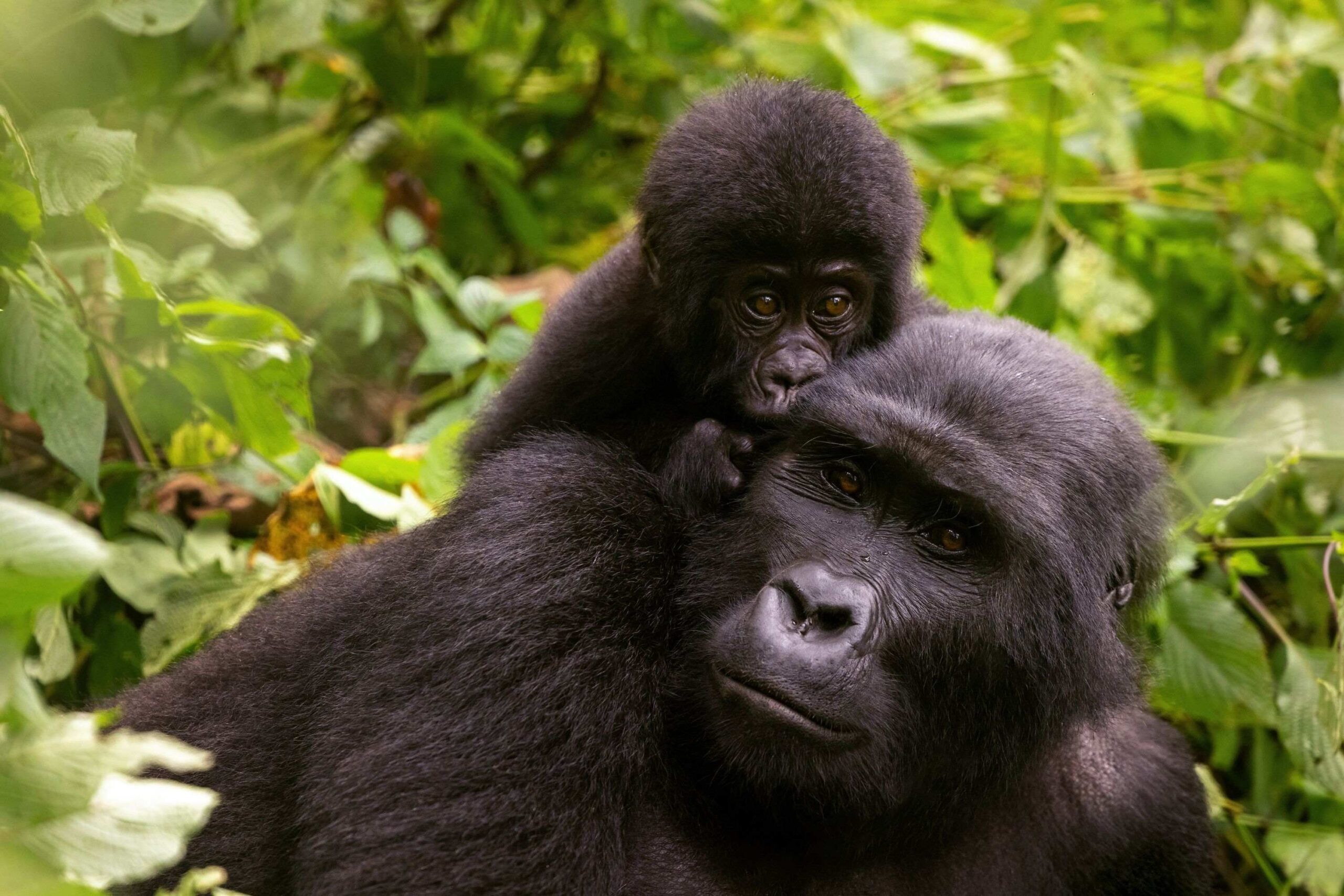 Gorillatrekking i Buhoma (nordlige sektor)