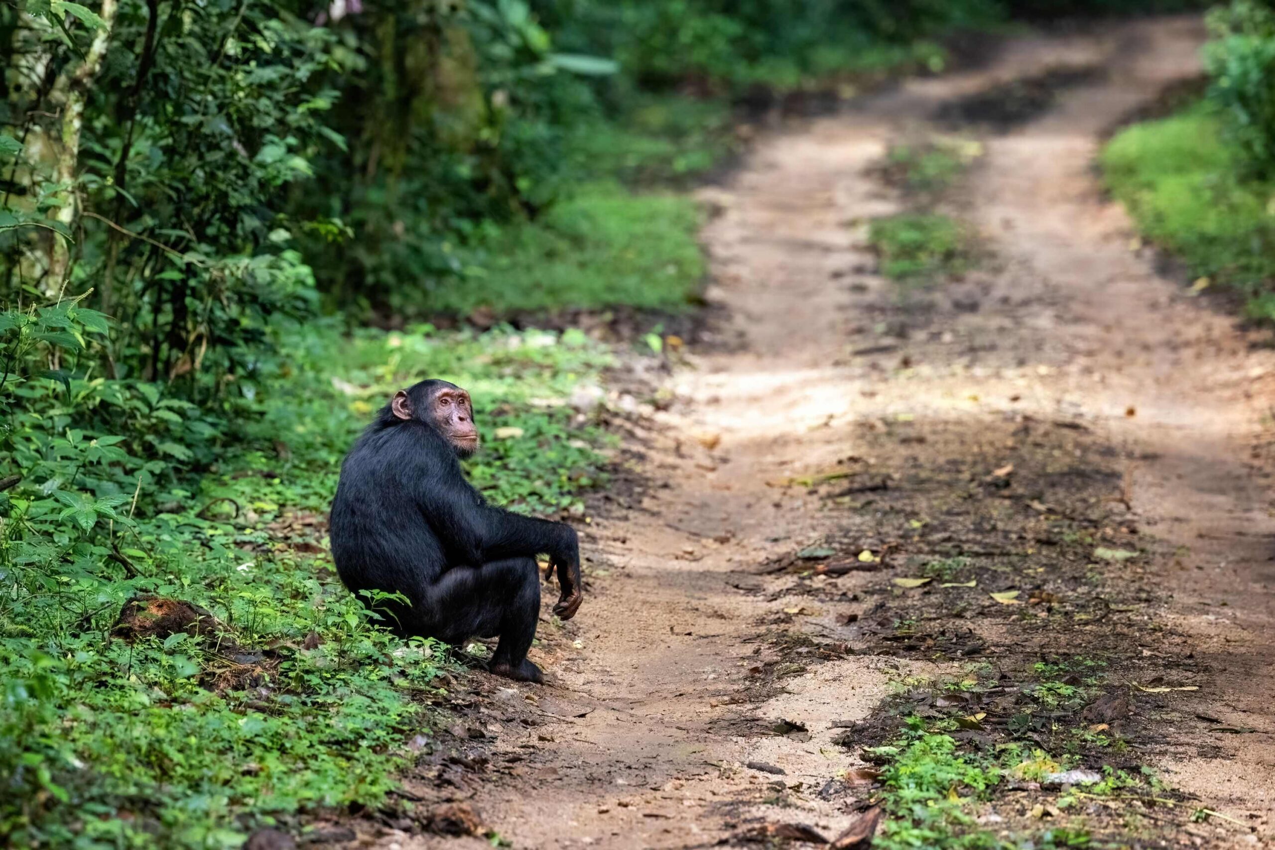 Biltur fra Entebbe / Kampala til Kibale National Park