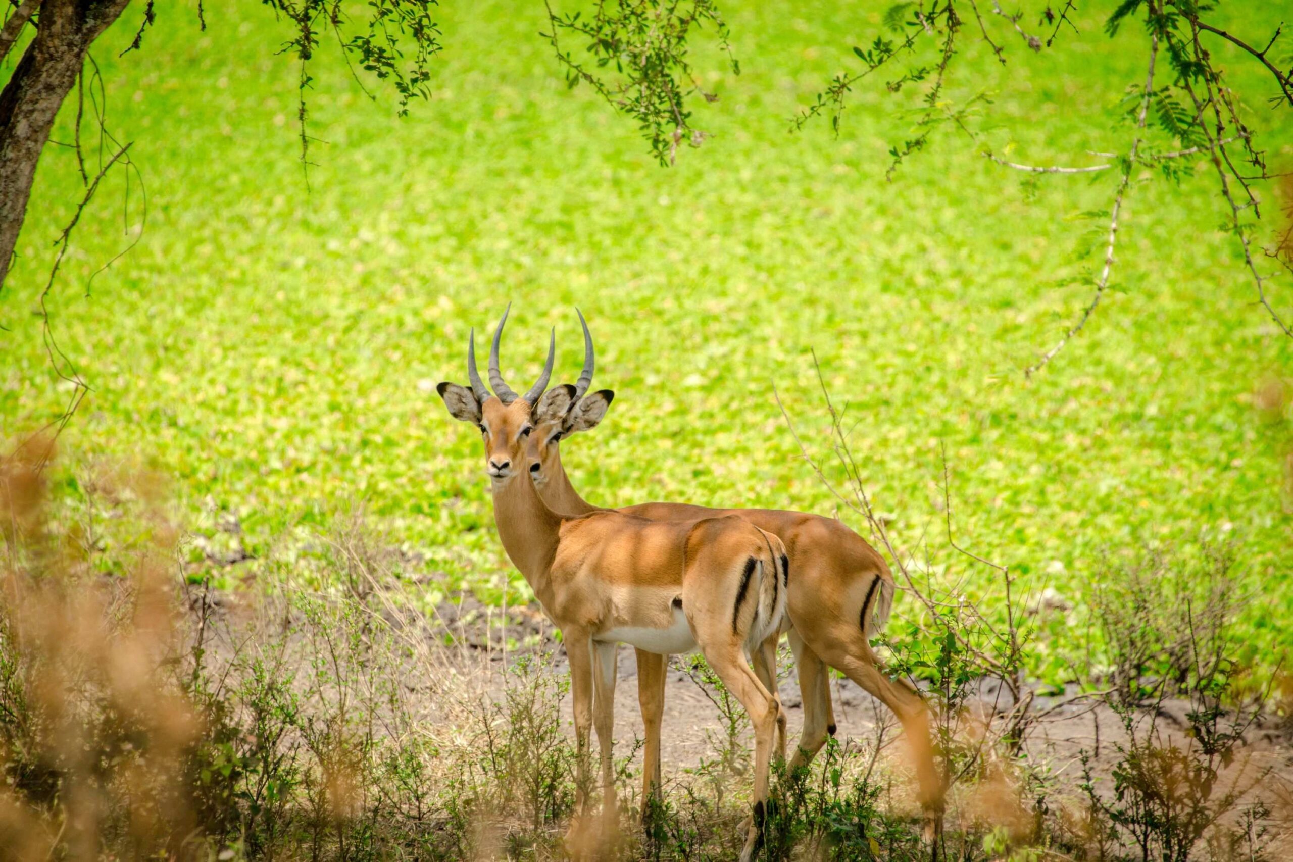 Mountainbike-safari utenfor Lake Mburo National Park
