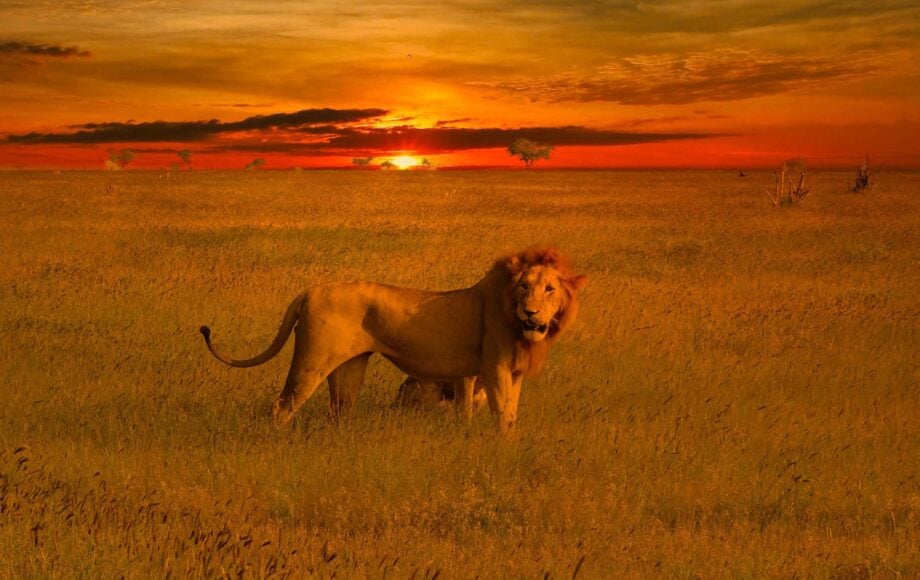 Løve på savanne i solnedgang