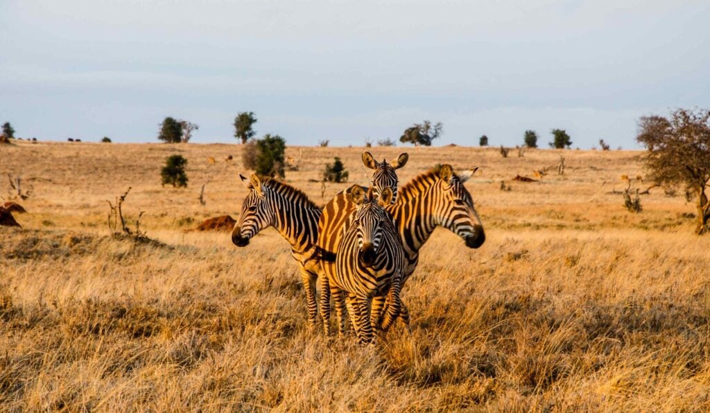 Fire sebraer som står i en sirkel under den gylne timen i Tsavo West nasjonalpark, Kenya