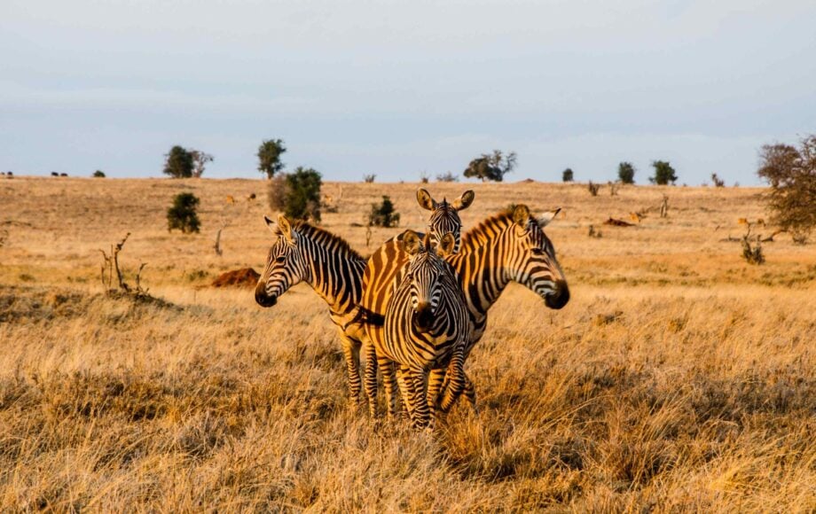 Fire sebraer som står i en sirkel under den gylne timen i Tsavo West nasjonalpark, Kenya