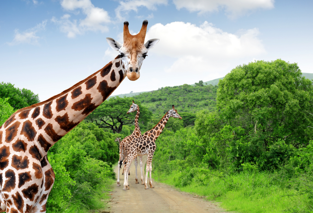 Giraffer i det grønne