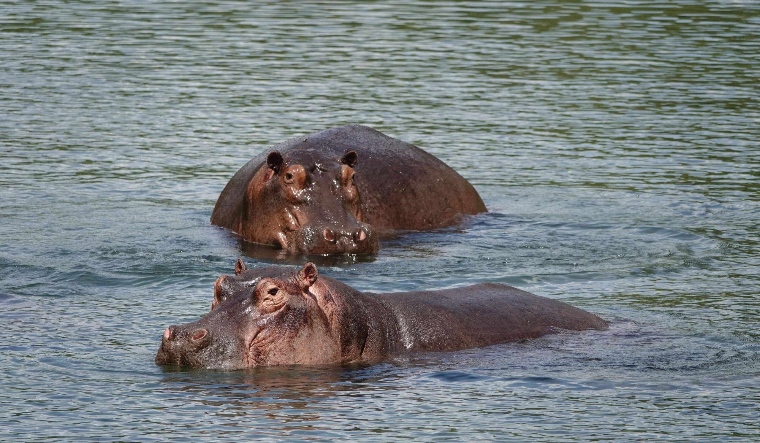 Besøk Mzima Springs