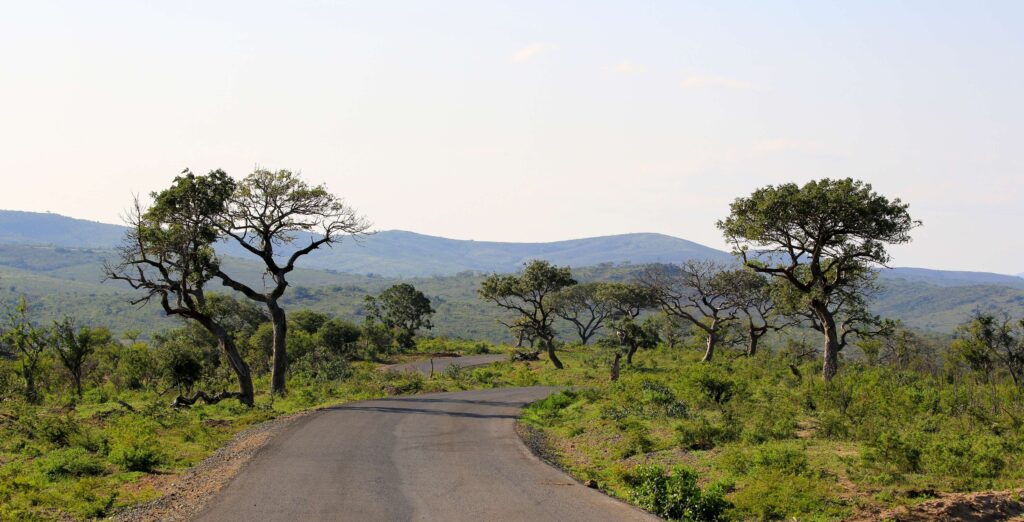 Vei går gjennom grønt landskap i Hluhluwe-iMfolozi Game Reserve