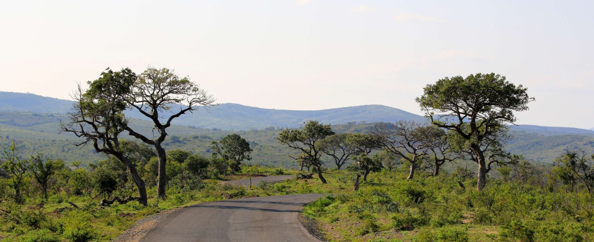 Vei går gjennom grønt landskap i Hluhluwe-iMfolozi Game Reserve