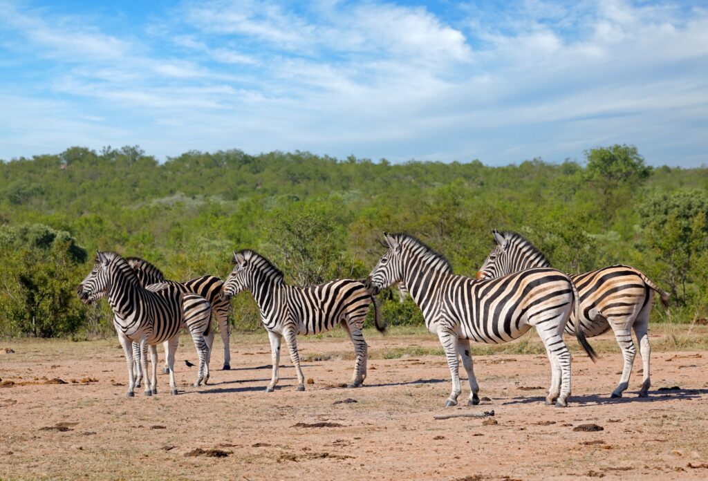 En flokk sebraer i Kruger nasjonalpark Sør-Afrika