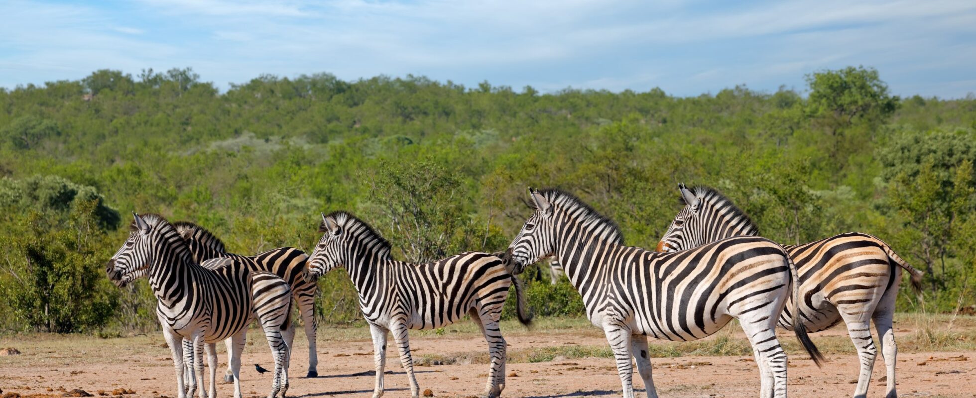 En flokk sebraer i Kruger nasjonalpark Sør-Afrika