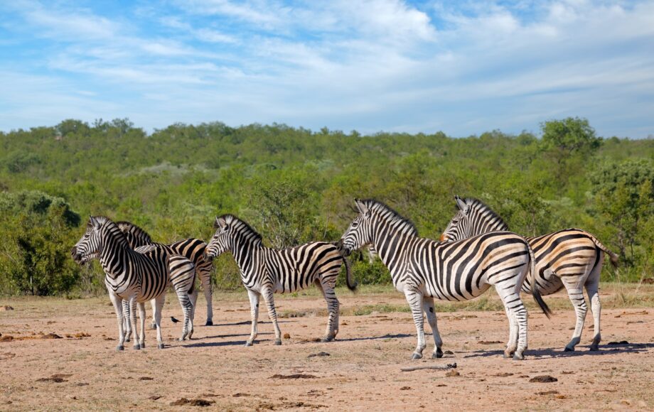 En flokk sebraer i Kruger nasjonalpark Sør-Afrika