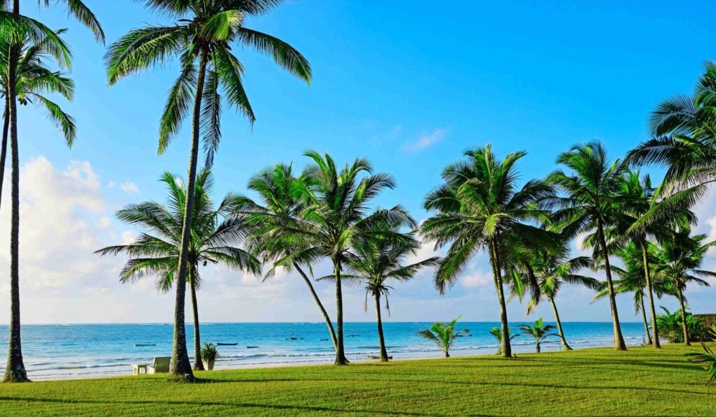 Palmetrær ved strandkanten