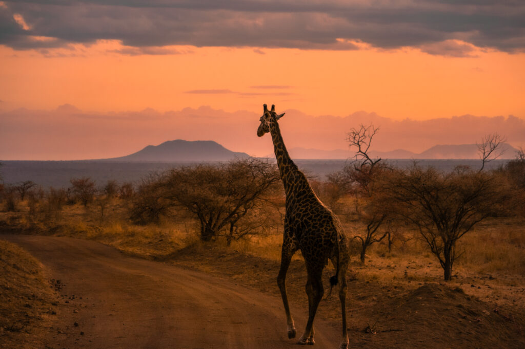 Sjiraff på savanne i solnedgang, safari Kenya