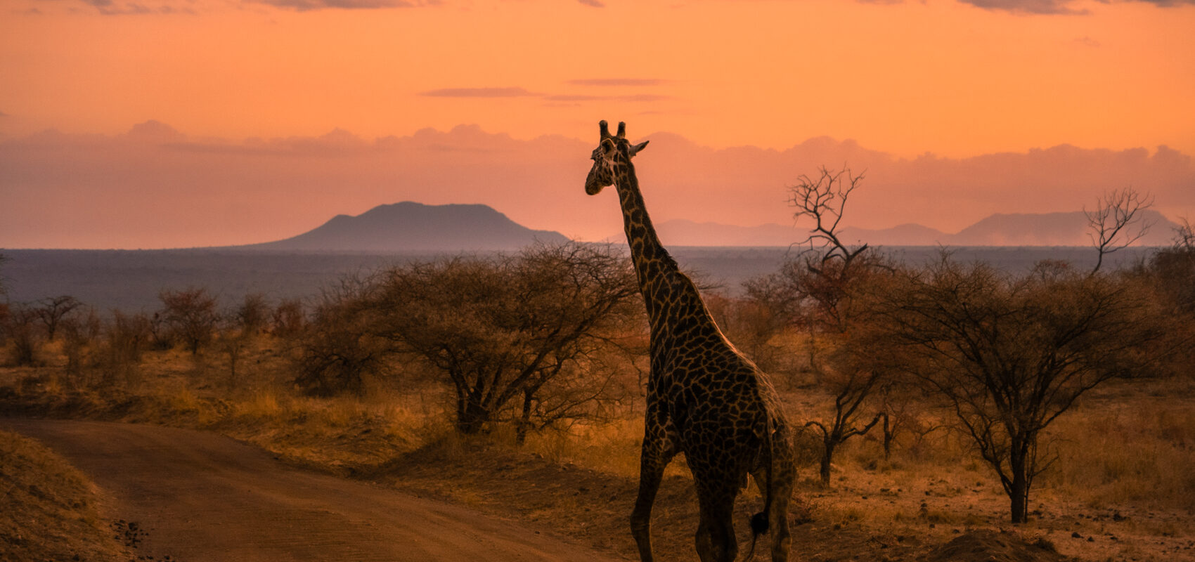 Sjiraff på savanne i solnedgang, safari Kenya