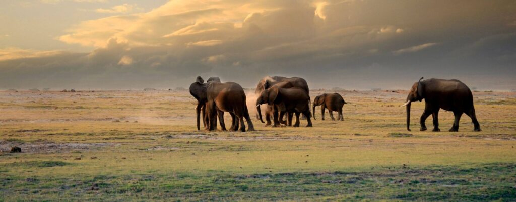 Elefanter går på savannen, safari i Kenya