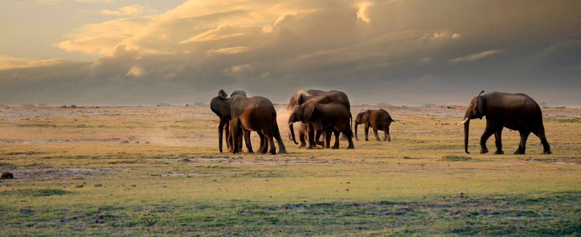 Elefanter går på savannen, safari i Kenya