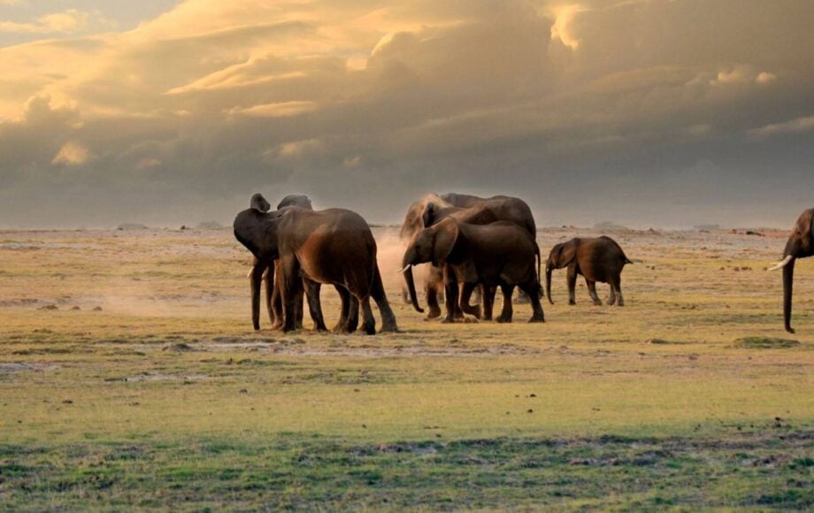 Elefanter går på savannen, safari i Kenya