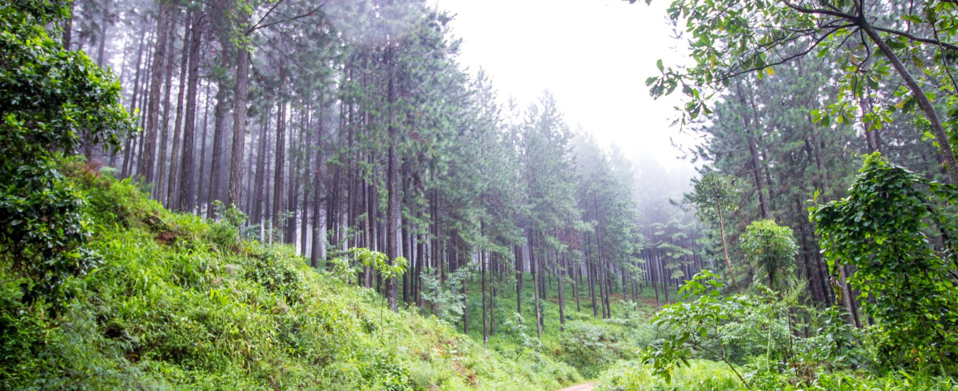 Skog med grønn vegetasjon og høye løvtrær