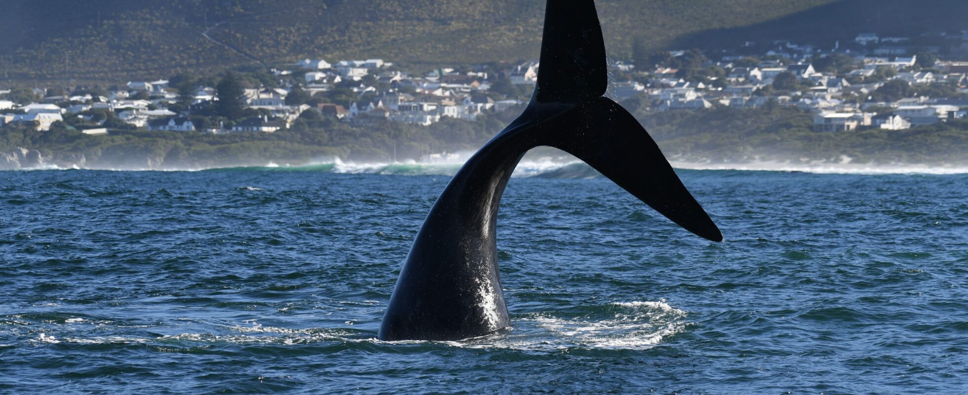 Hvalhale som stikker halvt opp av vannet, med kysten i bakgrunnen
