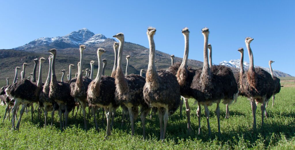 Strutser på rad