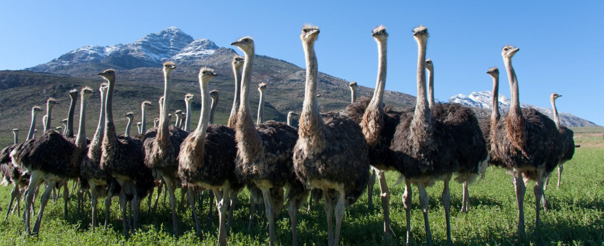 Strutser på rad