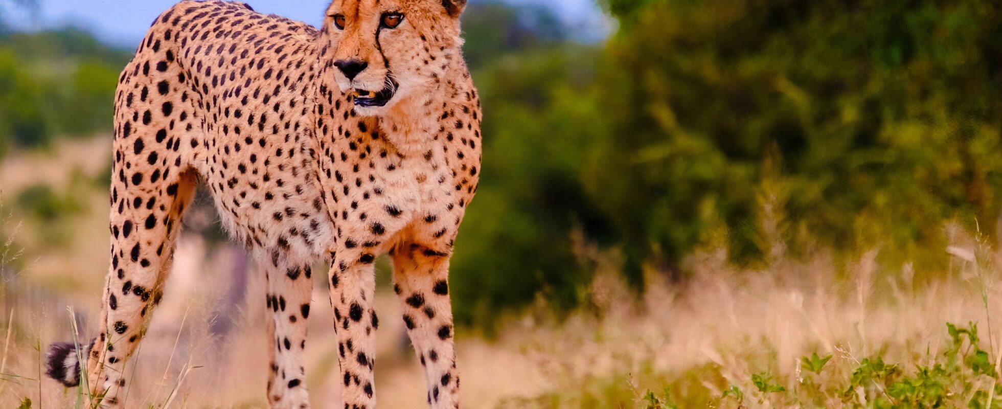Cheetah i naturen