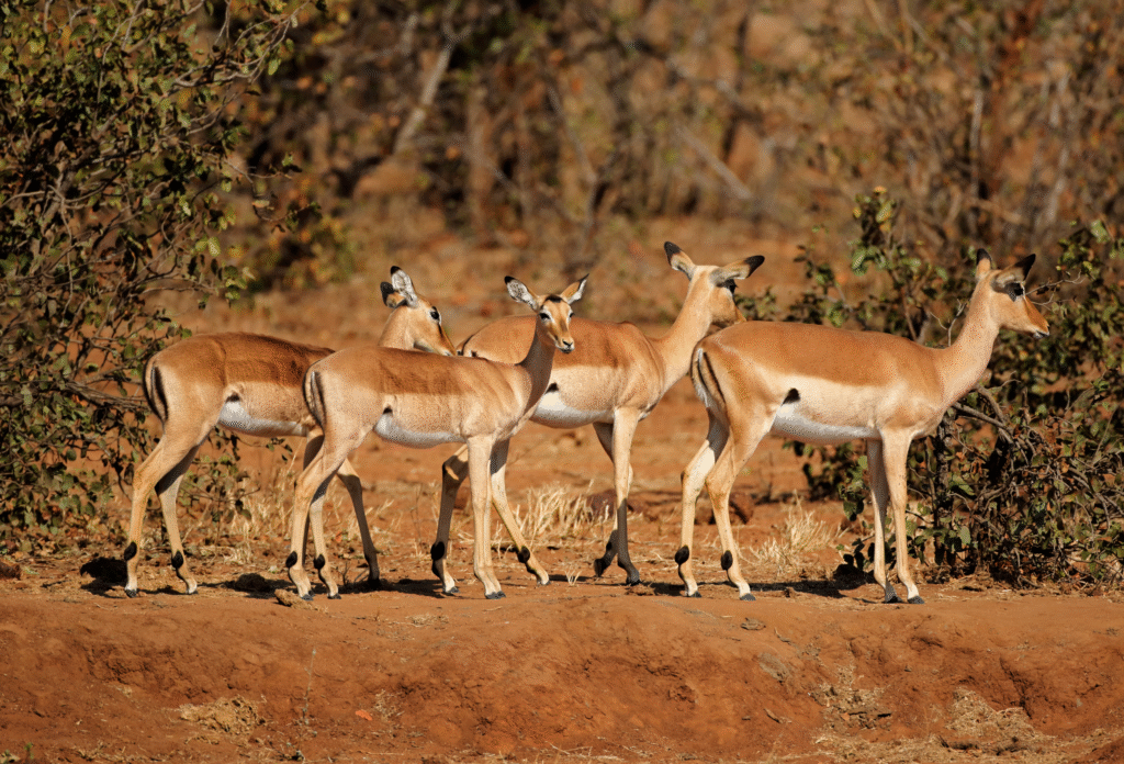 Fire springbukker på rad