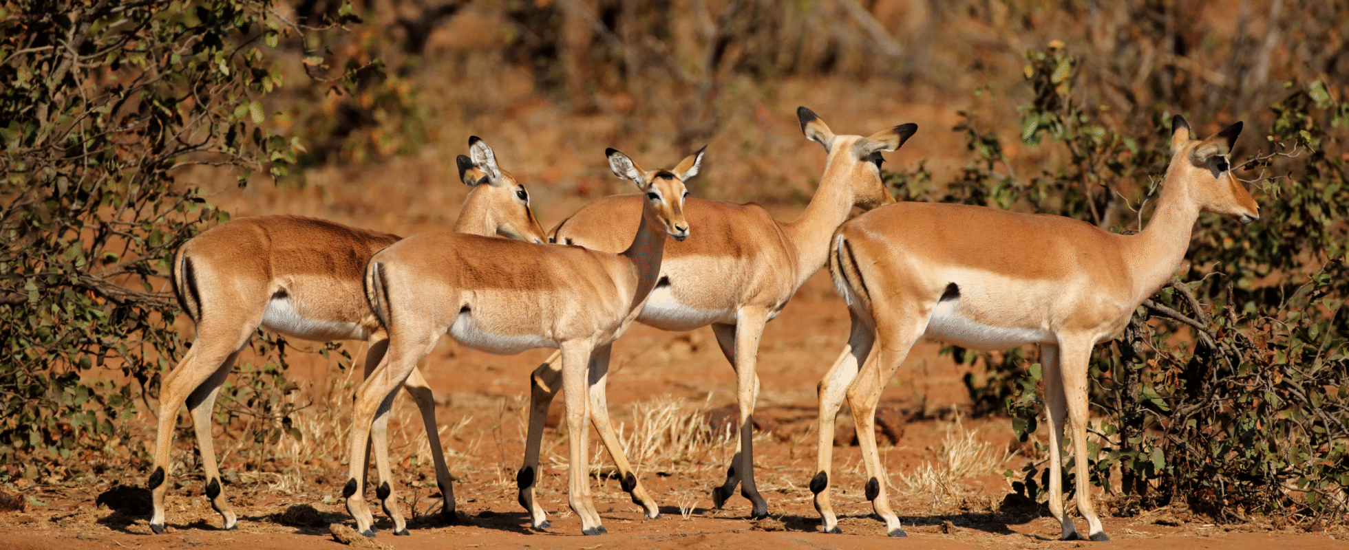 Fire springbukker på rad