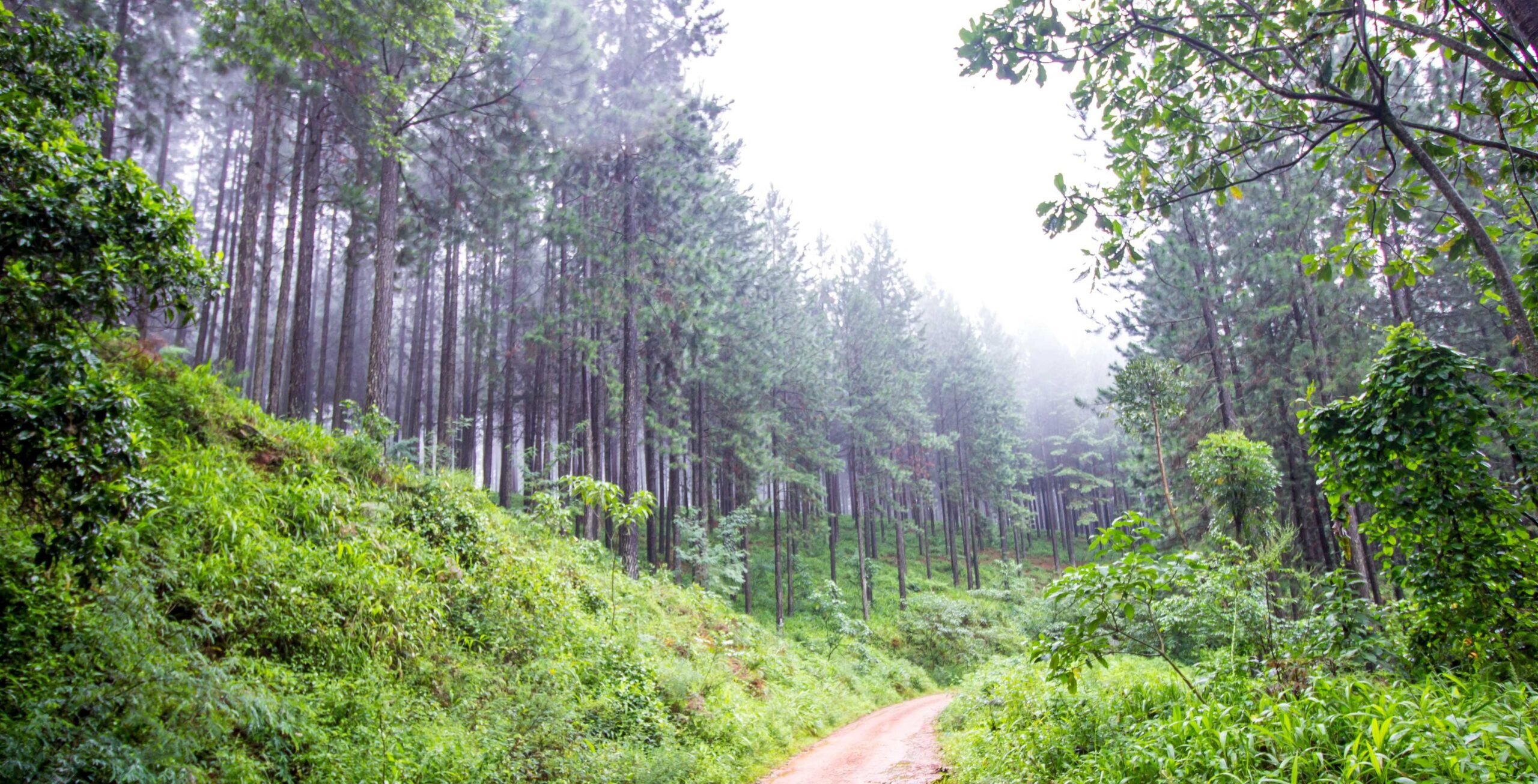 Kjør fra Waterberg til Magoebaskloof
