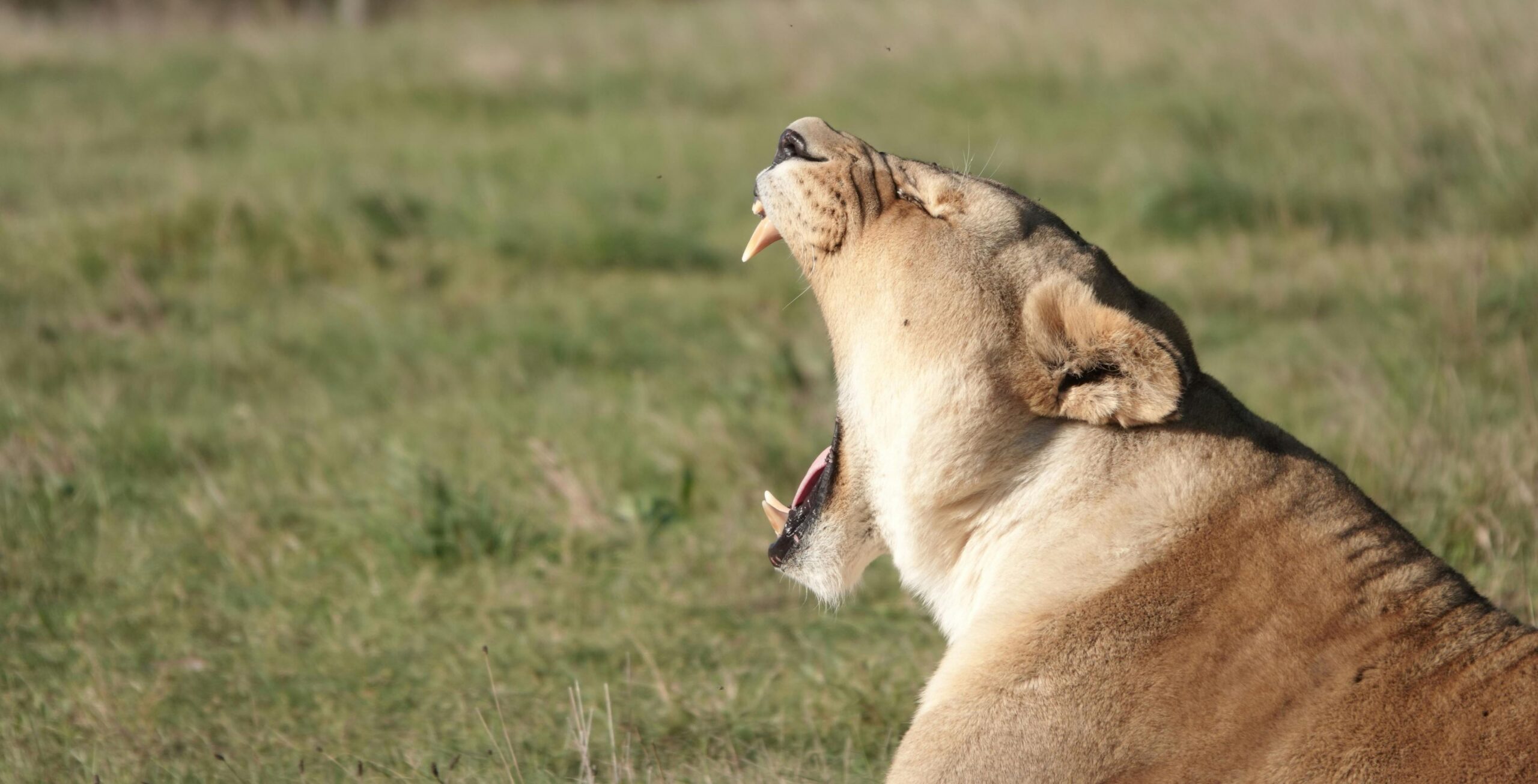 Kjøring fra Orpen-porten i Kruger nasjonalpark til Hoedspruit