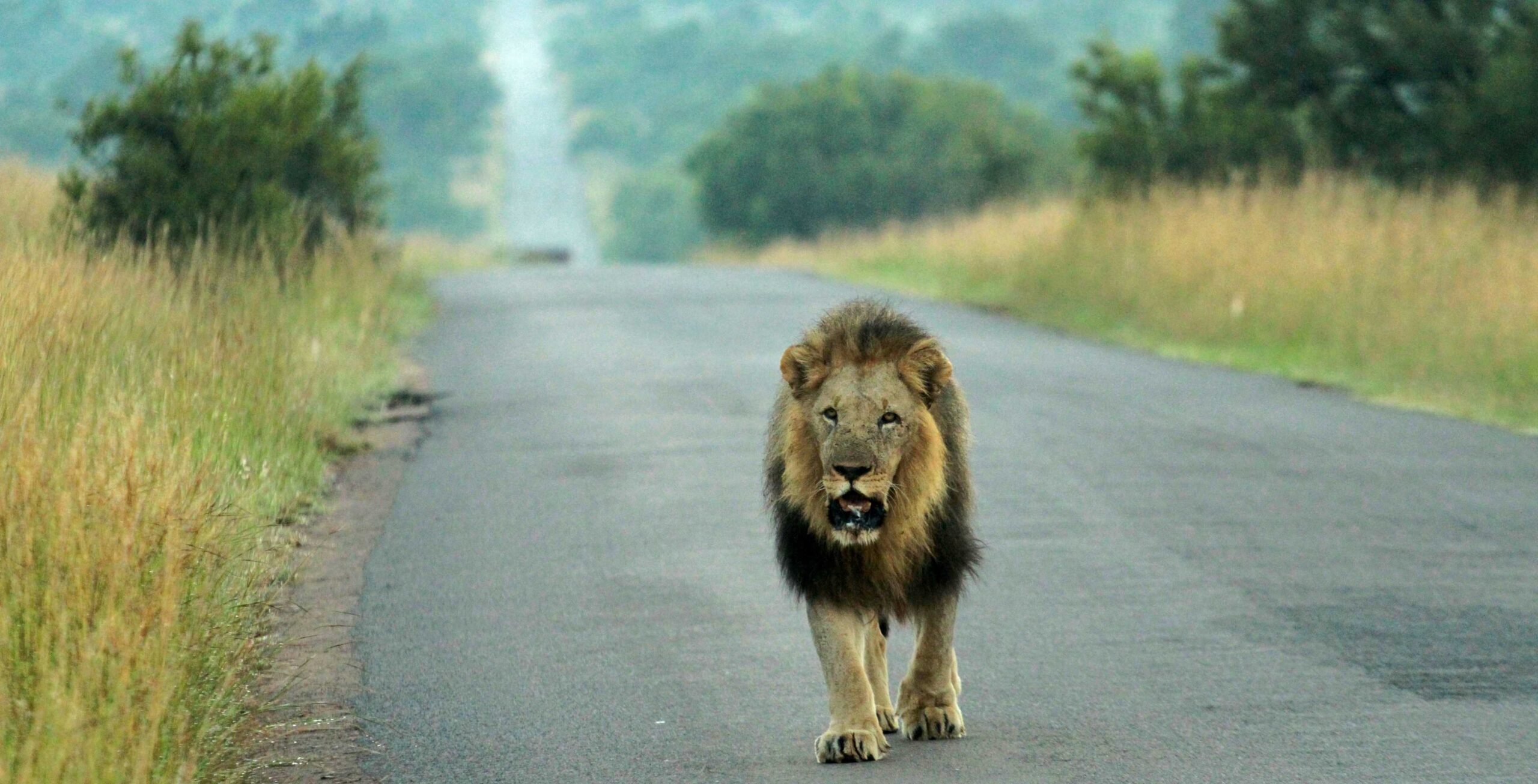 Køjr fra Tshwane (Pretoria) til Pilanesberg