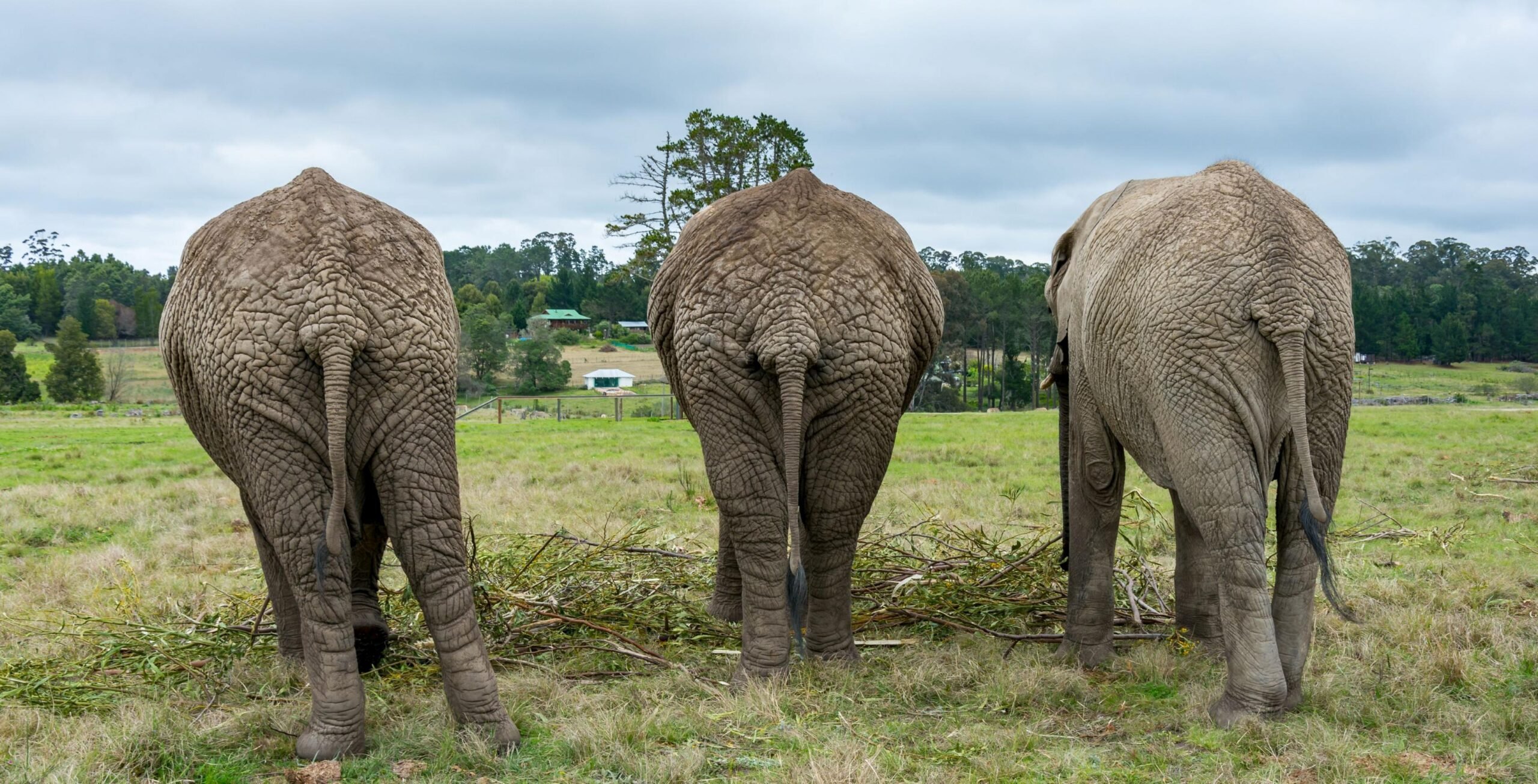 Elefantopplevelse i Knysna Elephant Park