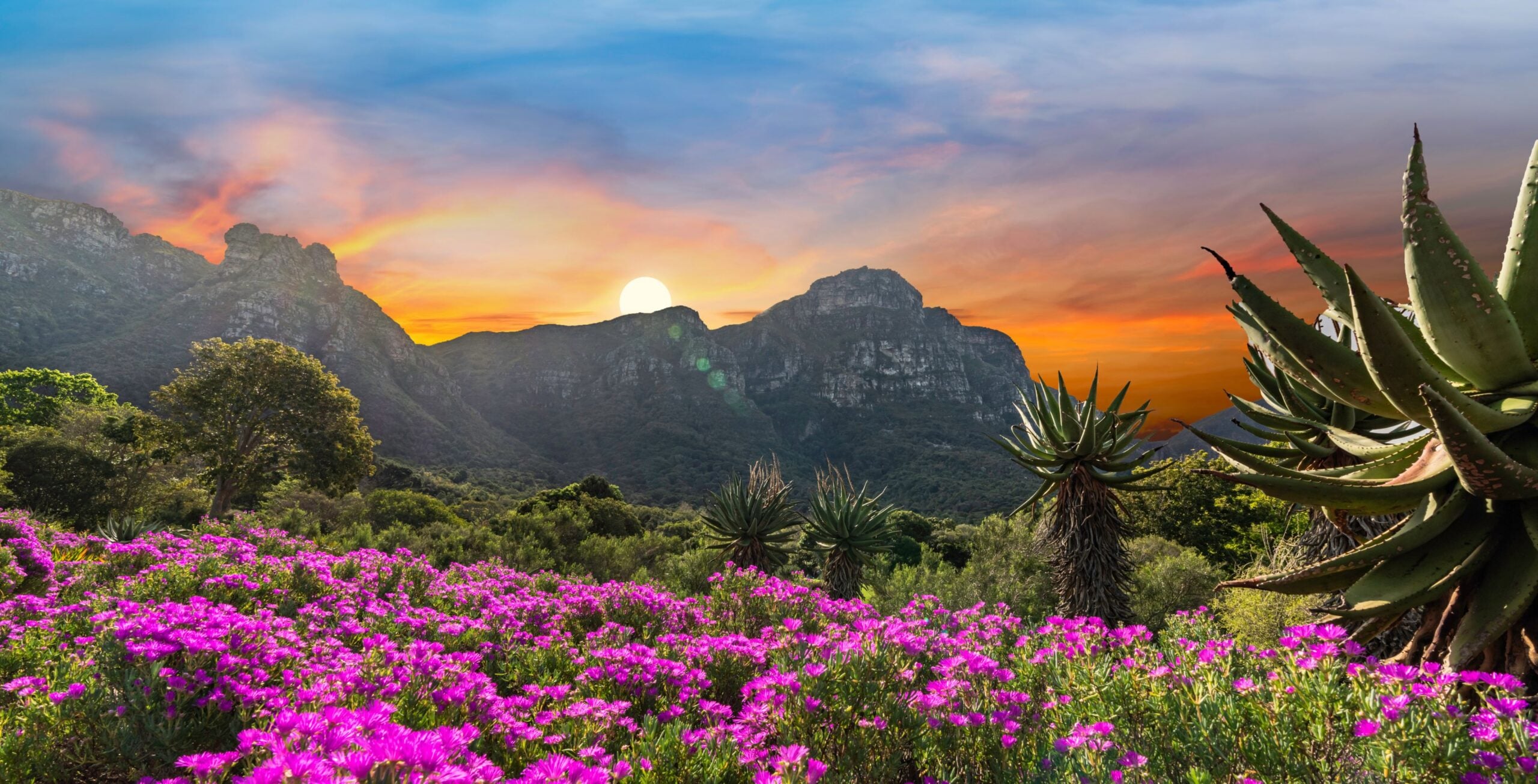 Besøk Kirstenbosch botaniske hage