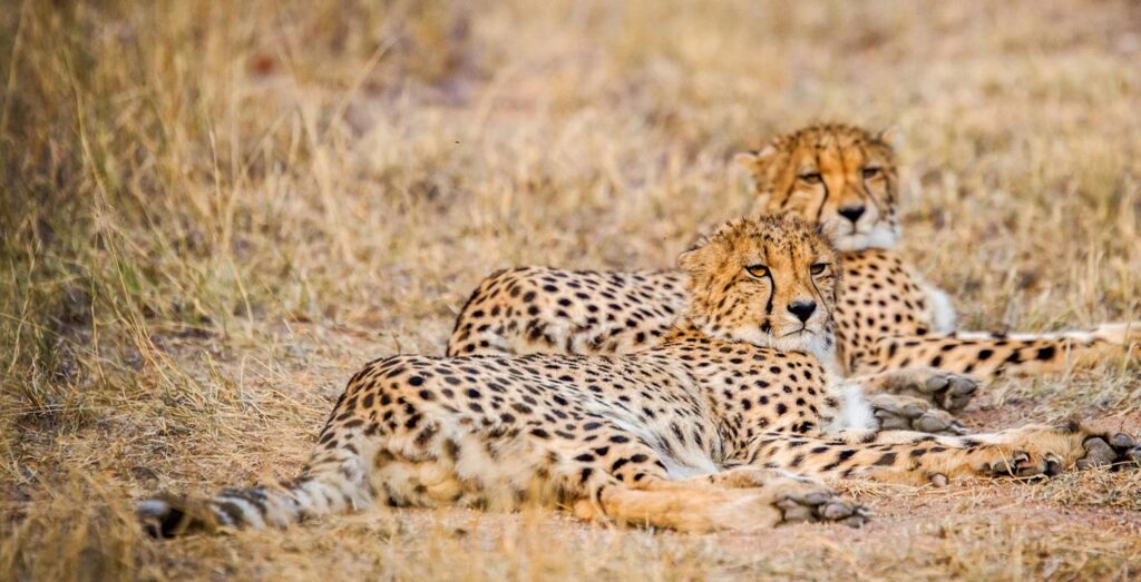 To geparder ligger på bakken i Khwai, Botswana