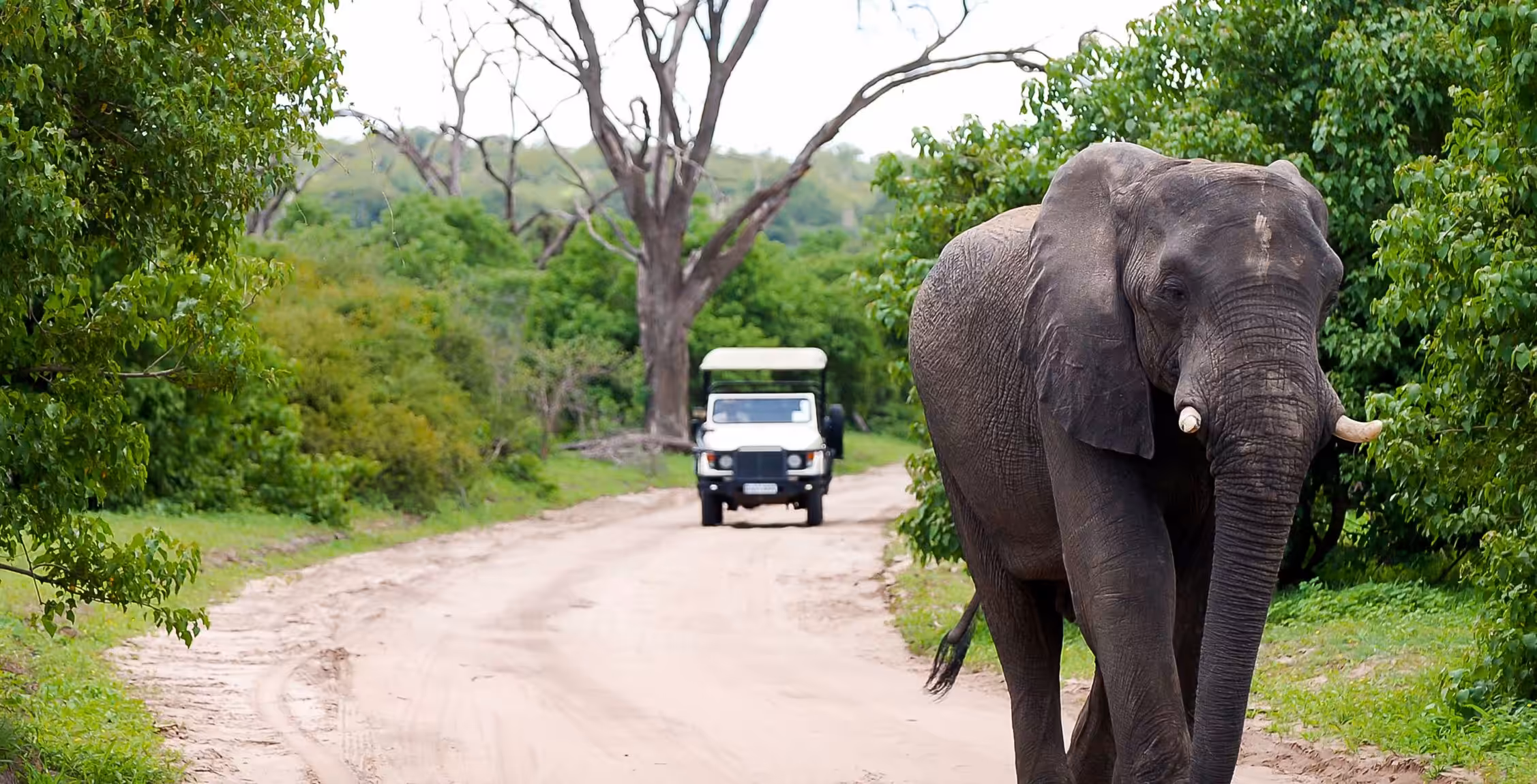 Kjør fra Kasane til Chobe Riverfront