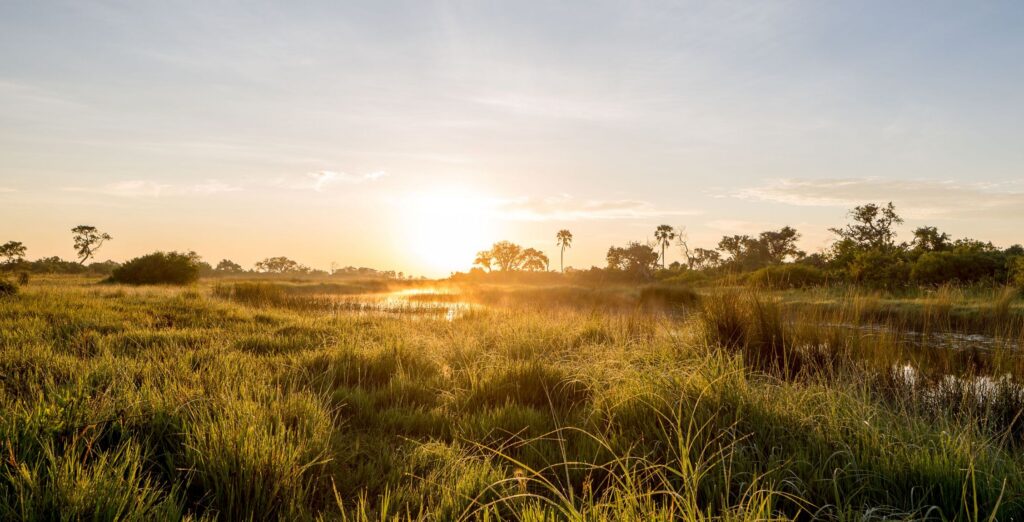 Soloppgang over Okavango-deltaet med frodig grønt landskap, en elv og trær