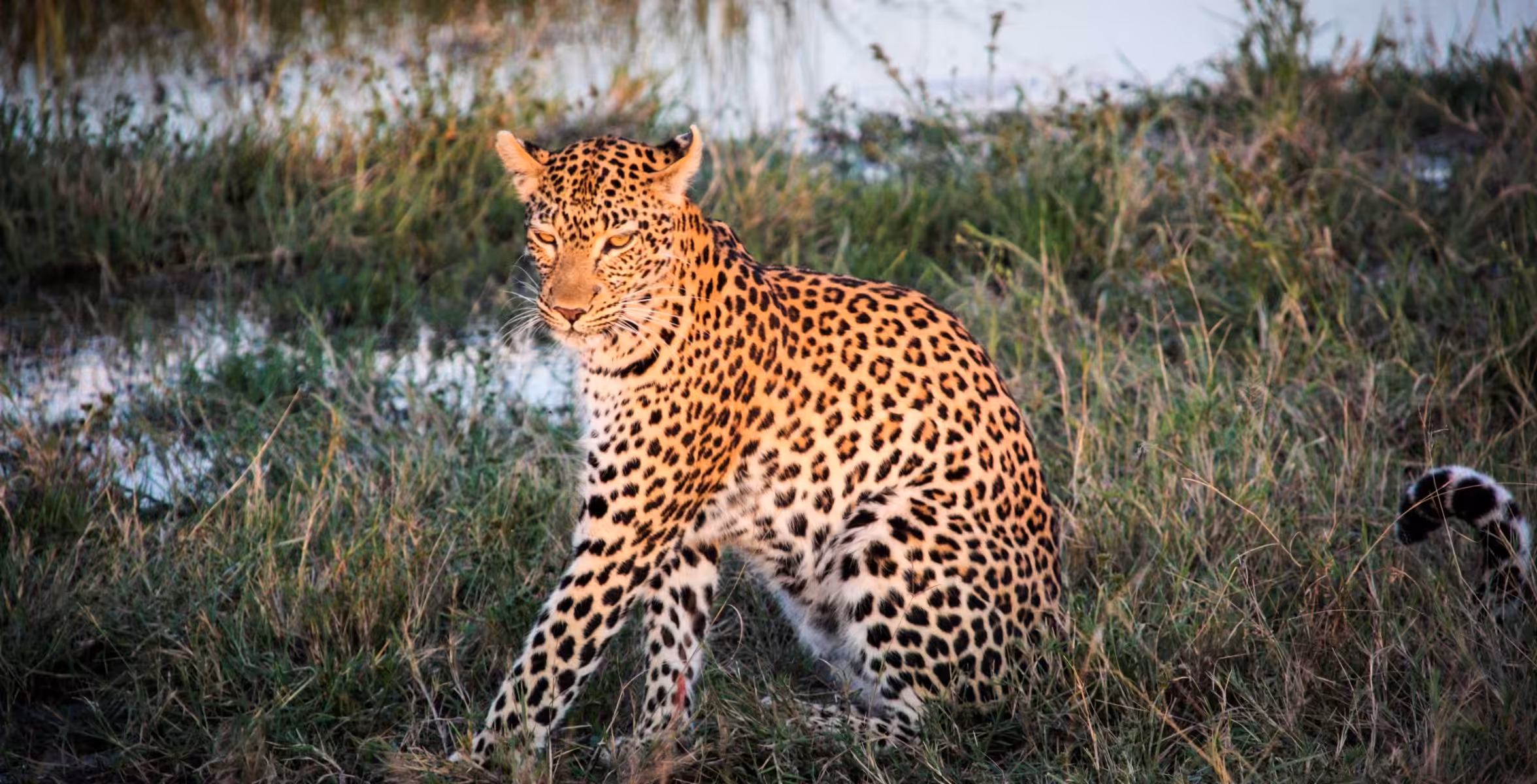 Savuti myr (Chobe nasjonalpark)