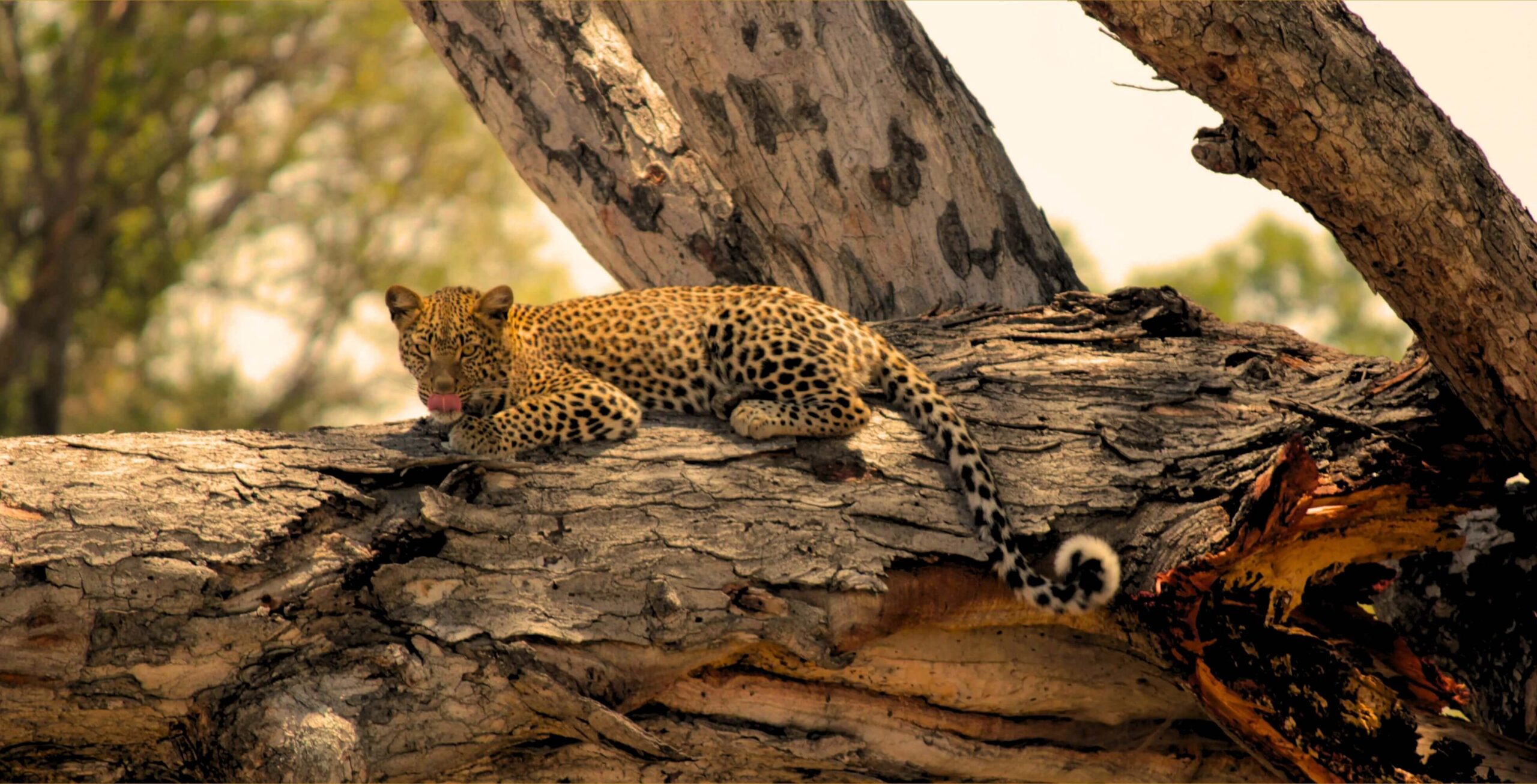 Leopard ligger på en stor stamme og stikker tungen ut