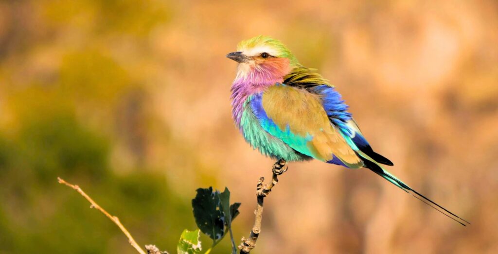 Savannekråke med lilla bryst sitter på en gren i Okovango Delta Botswana