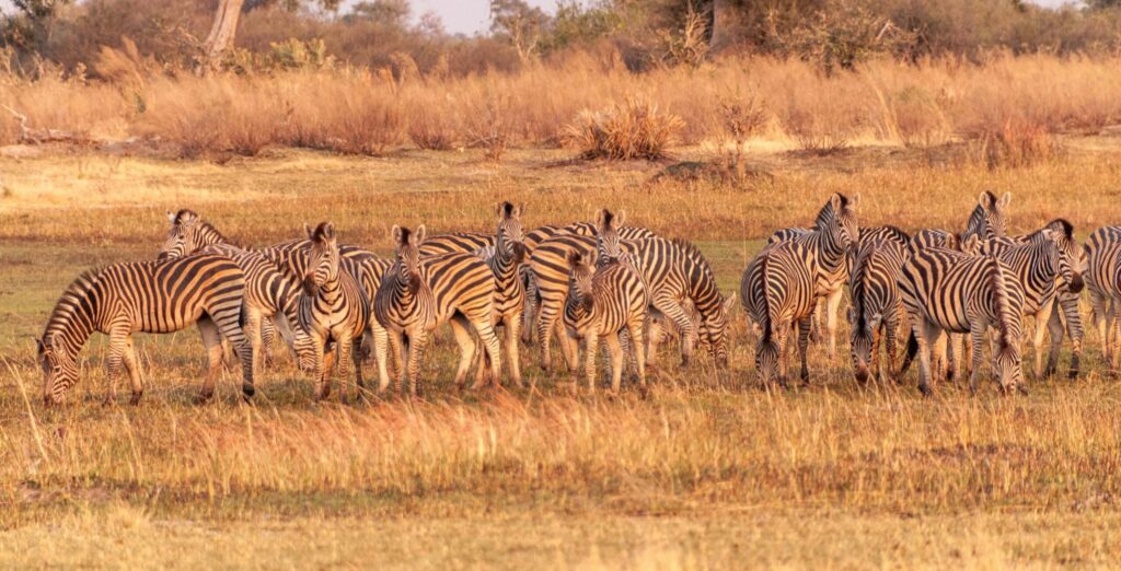 Sebraer i Okavango-deltaet