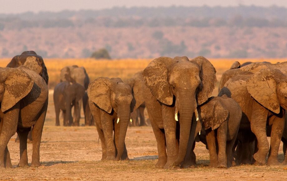 Elefantfamilie i Chobe
