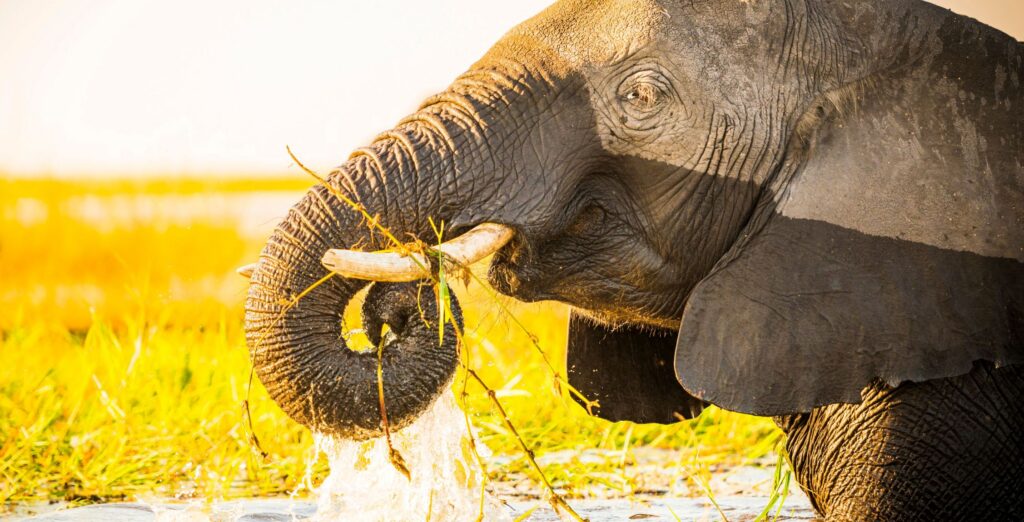 Elefant drikker vann