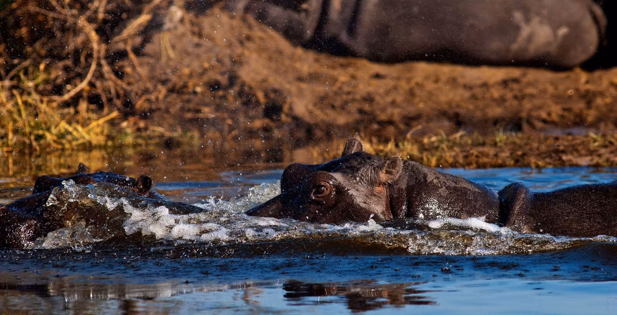 Moremi spillreservat