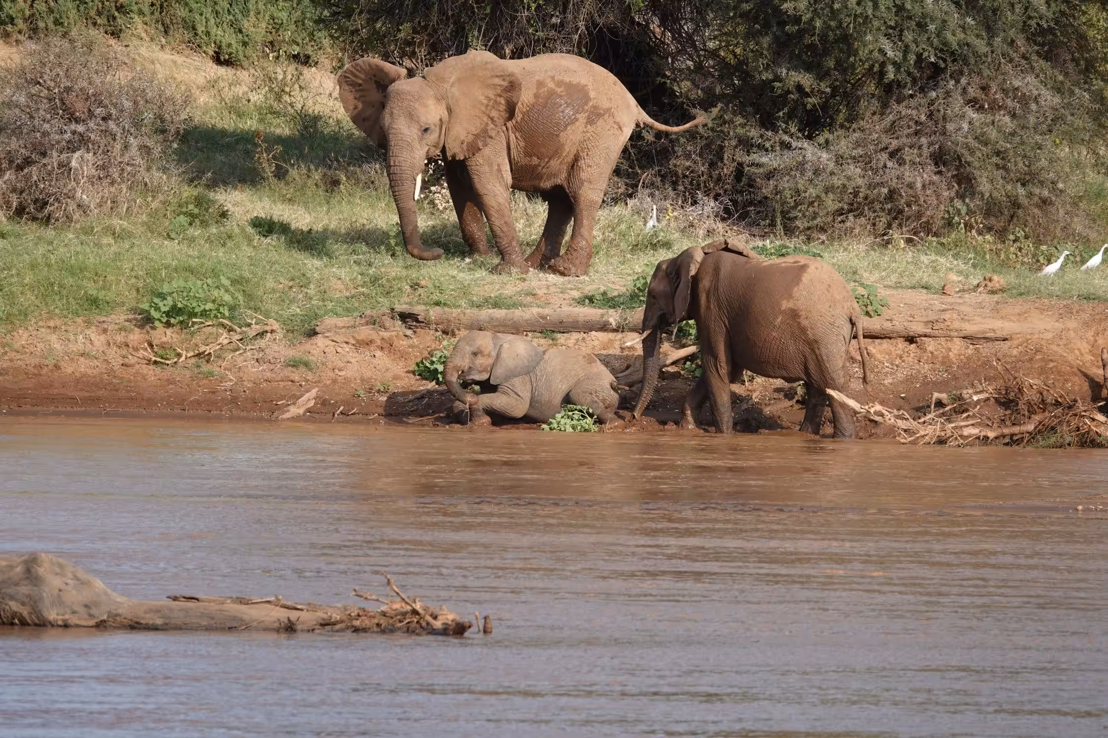 Ol' Pejeta Conservancy