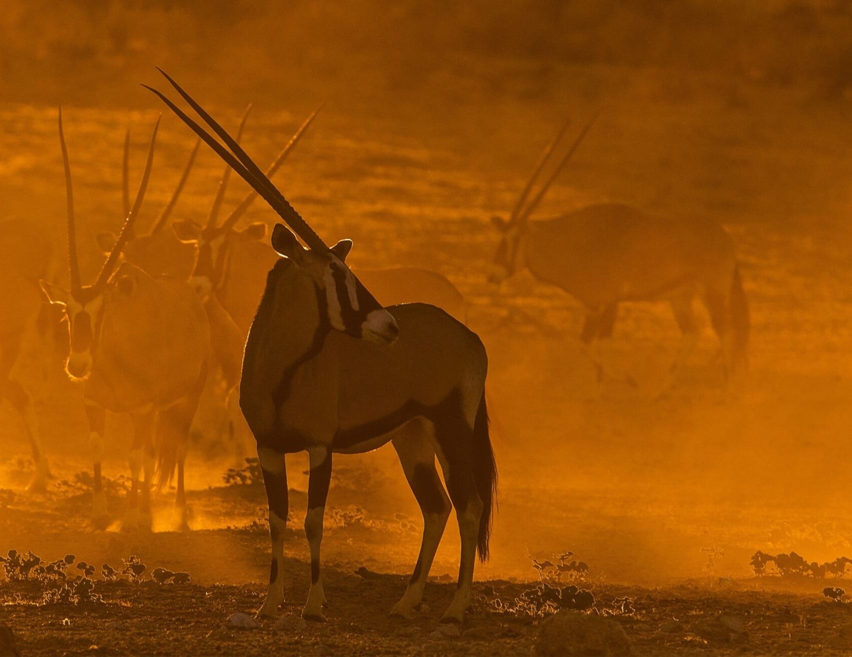 Silhuetten av en spydbukk i gyllent støv i ørkenen