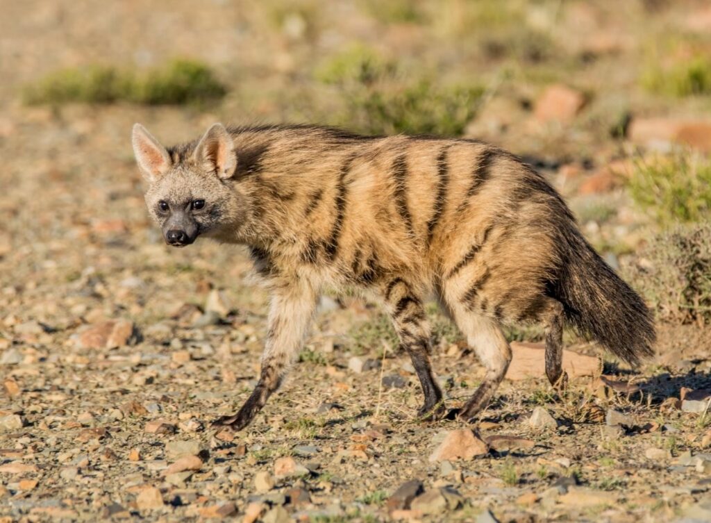 Jordulv går i tørt landskap i Afrika
