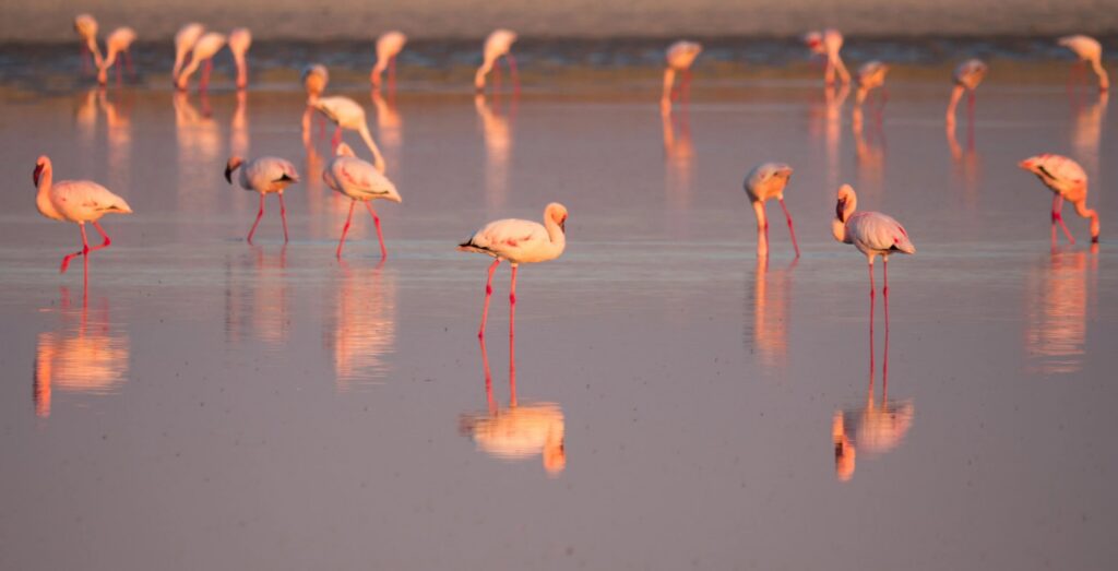 Flamingoer i Boteti-elven i Makgadikgadi Pans i Botswana