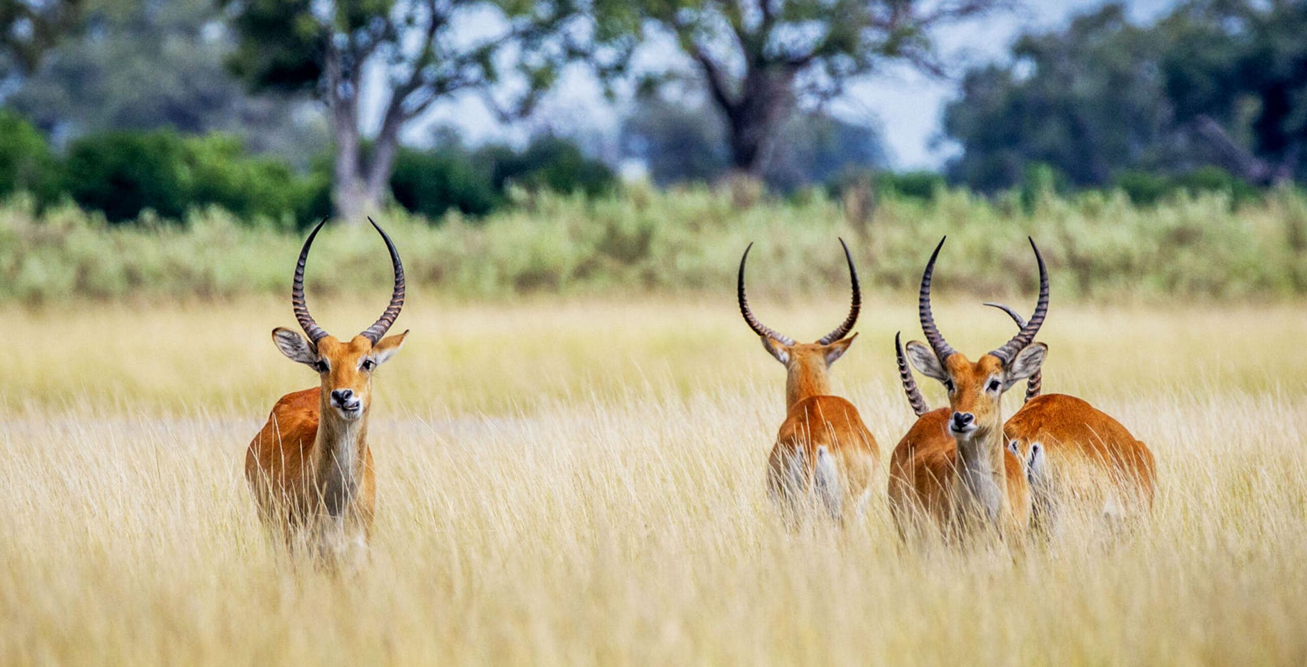 Four Red Lechwe standing in high grass in Khwai Botswana