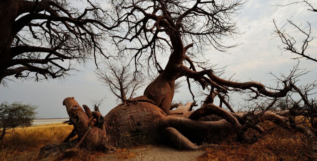 Store baobab-trær med fokus på ett med en gigantisk rot i Nxai Botswana