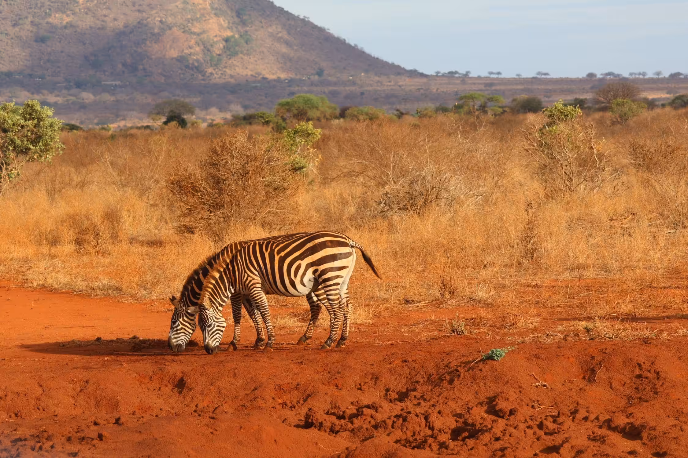 Kjør fra Mombasa til Ngutuni Conservancy