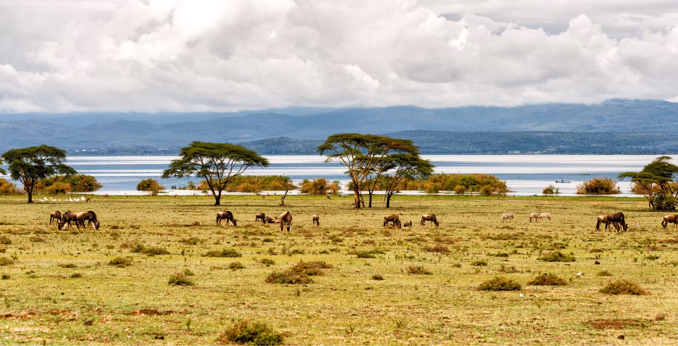 Kjør fra Masai Mara National Reserve til Lake Naivasha